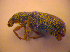  ( - BC ZSM COL 02435)  @12 [ ] CreativeCommons - Attribution Non-Commercial Share-Alike (2010) Zoologische Staatssammlung Muenchen SNSB, Zoologische Staatssammlung Muenchen