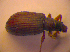  ( - BC ZSM COL 02436)  @12 [ ] CreativeCommons - Attribution Non-Commercial Share-Alike (2010) Zoologische Staatssammlung Muenchen SNSB, Zoologische Staatssammlung Muenchen