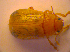  ( - BC ZSM COL 02438)  @13 [ ] CreativeCommons - Attribution Non-Commercial Share-Alike (2010) Zoologische Staatssammlung Muenchen SNSB, Zoologische Staatssammlung Muenchen