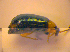  ( - BC ZSM COL 02439)  @11 [ ] CreativeCommons - Attribution Non-Commercial Share-Alike (2010) Zoologische Staatssammlung Muenchen SNSB, Zoologische Staatssammlung Muenchen
