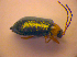  ( - BC ZSM COL 02440)  @12 [ ] CreativeCommons - Attribution Non-Commercial Share-Alike (2010) Zoologische Staatssammlung Muenchen SNSB, Zoologische Staatssammlung Muenchen