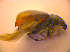  ( - BC ZSM COL 02452)  @12 [ ] CreativeCommons - Attribution Non-Commercial Share-Alike (2010) Zoologische Staatssammlung Muenchen SNSB, Zoologische Staatssammlung Muenchen