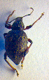  ( - BC ZSM COL 02485)  @12 [ ] CreativeCommons - Attribution Non-Commercial Share-Alike (2010) Zoologische Staatssammlung Muenchen SNSB, Zoologische Staatssammlung Muenchen