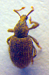  (Otiorhynchus subcostatus - BC ZSM COL 02486)  @12 [ ] CreativeCommons - Attribution Non-Commercial Share-Alike (2010) Zoologische Staatssammlung Muenchen SNSB, Zoologische Staatssammlung Muenchen