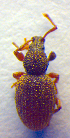  (Otiorhynchus pauxillus - BC ZSM COL 02487)  @12 [ ] CreativeCommons - Attribution Non-Commercial Share-Alike (2010) Zoologische Staatssammlung Muenchen SNSB, Zoologische Staatssammlung Muenchen