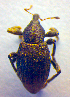  ( - BC ZSM COL 02500)  @11 [ ] CreativeCommons - Attribution Non-Commercial Share-Alike (2010) Zoologische Staatssammlung Muenchen SNSB, Zoologische Staatssammlung Muenchen