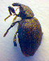  ( - BC ZSM COL 02501)  @11 [ ] CreativeCommons - Attribution Non-Commercial Share-Alike (2010) Zoologische Staatssammlung Muenchen SNSB, Zoologische Staatssammlung Muenchen