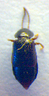  ( - BC ZSM COL 02507)  @12 [ ] CreativeCommons - Attribution Non-Commercial Share-Alike (2010) Zoologische Staatssammlung Muenchen SNSB, Zoologische Staatssammlung Muenchen