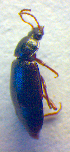  ( - BC ZSM COL 02508)  @12 [ ] CreativeCommons - Attribution Non-Commercial Share-Alike (2010) Zoologische Staatssammlung Muenchen SNSB, Zoologische Staatssammlung Muenchen