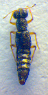  ( - BC ZSM COL 02529)  @12 [ ] CreativeCommons - Attribution Non-Commercial Share-Alike (2010) Zoologische Staatssammlung Muenchen SNSB, Zoologische Staatssammlung Muenchen