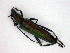  ( - BC ZSM COL 02547)  @13 [ ] CreativeCommons - Attribution Non-Commercial Share-Alike (2010) Zoologische Staatssammlung Muenchen SNSB, Zoologische Staatssammlung Muenchen