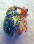  ( - BC ZSM COL 02552)  @12 [ ] CreativeCommons - Attribution Non-Commercial Share-Alike (2010) Zoologische Staatssammlung Muenchen SNSB, Zoologische Staatssammlung Muenchen