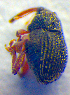  ( - BC ZSM COL 02553)  @12 [ ] CreativeCommons - Attribution Non-Commercial Share-Alike (2010) Zoologische Staatssammlung Muenchen SNSB, Zoologische Staatssammlung Muenchen