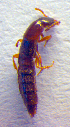  ( - BC ZSM COL 02577)  @12 [ ] CreativeCommons - Attribution Non-Commercial Share-Alike (2010) Zoologische Staatssammlung Muenchen SNSB, Zoologische Staatssammlung Muenchen
