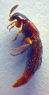  ( - BC ZSM COL 02580)  @11 [ ] CreativeCommons - Attribution Non-Commercial Share-Alike (2010) Zoologische Staatssammlung Muenchen SNSB, Zoologische Staatssammlung Muenchen