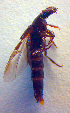  ( - BC ZSM COL 02587)  @11 [ ] CreativeCommons - Attribution Non-Commercial Share-Alike (2010) Zoologische Staatssammlung Muenchen SNSB, Zoologische Staatssammlung Muenchen