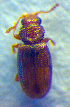 ( - BC ZSM COL 02612)  @12 [ ] CreativeCommons - Attribution Non-Commercial Share-Alike (2010) Zoologische Staatssammlung Muenchen SNSB, Zoologische Staatssammlung Muenchen