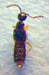  ( - BC ZSM COL 02622)  @12 [ ] CreativeCommons - Attribution Non-Commercial Share-Alike (2010) Zoologische Staatssammlung Muenchen SNSB, Zoologische Staatssammlung Muenchen