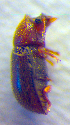  ( - BC ZSM COL 02623)  @12 [ ] CreativeCommons - Attribution Non-Commercial Share-Alike (2010) Zoologische Staatssammlung Muenchen SNSB, Zoologische Staatssammlung Muenchen