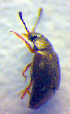  ( - BC ZSM COL 02638)  @12 [ ] CreativeCommons - Attribution Non-Commercial Share-Alike (2010) Zoologische Staatssammlung Muenchen SNSB, Zoologische Staatssammlung Muenchen