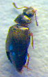  ( - BC ZSM COL 02639)  @12 [ ] CreativeCommons - Attribution Non-Commercial Share-Alike (2010) Zoologische Staatssammlung Muenchen SNSB, Zoologische Staatssammlung Muenchen