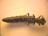  ( - BC ZSM COL 02653)  @12 [ ] CreativeCommons - Attribution Non-Commercial Share-Alike (2010) Zoologische Staatssammlung Muenchen SNSB, Zoologische Staatssammlung Muenchen
