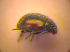  (Scymnus limbatus - BC ZSM COL 02658)  @12 [ ] CreativeCommons - Attribution Non-Commercial Share-Alike (2010) Zoologische Staatssammlung Muenchen SNSB, Zoologische Staatssammlung Muenchen