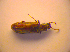  ( - BC ZSM COL 02680)  @11 [ ] CreativeCommons - Attribution Non-Commercial Share-Alike (2010) Zoologische Staatssammlung Muenchen SNSB, Zoologische Staatssammlung Muenchen
