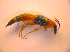  (Lordithon lunulatus - BC ZSM COL 02723)  @13 [ ] CreativeCommons - Attribution Non-Commercial Share-Alike (2010) Zoologische Staatssammlung Muenchen SNSB, Zoologische Staatssammlung Muenchen