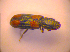  ( - BC ZSM COL 02740)  @13 [ ] CreativeCommons - Attribution Non-Commercial Share-Alike (2010) Zoologische Staatssammlung Muenchen SNSB, Zoologische Staatssammlung Muenchen