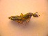  ( - BC ZSM COL 03260)  @12 [ ] CreativeCommons - Attribution Non-Commercial Share-Alike (2010) Zoologische Staatssammlung Muenchen SNSB, Zoologische Staatssammlung Muenchen