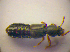  ( - BC ZSM COL 03274)  @11 [ ] CreativeCommons - Attribution Non-Commercial Share-Alike (2010) Zoologische Staatssammlung Muenchen SNSB, Zoologische Staatssammlung Muenchen