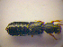  ( - BC ZSM COL 03275)  @11 [ ] CreativeCommons - Attribution Non-Commercial Share-Alike (2010) Zoologische Staatssammlung Muenchen SNSB, Zoologische Staatssammlung Muenchen
