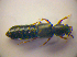  ( - BC ZSM COL 03276)  @12 [ ] CreativeCommons - Attribution Non-Commercial Share-Alike (2010) Zoologische Staatssammlung Muenchen SNSB, Zoologische Staatssammlung Muenchen