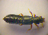  ( - BC ZSM COL 03277)  @11 [ ] CreativeCommons - Attribution Non-Commercial Share-Alike (2010) Zoologische Staatssammlung Muenchen SNSB, Zoologische Staatssammlung Muenchen