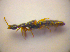  ( - BC ZSM COL 03307)  @12 [ ] CreativeCommons - Attribution Non-Commercial Share-Alike (2010) Zoologische Staatssammlung Muenchen SNSB, Zoologische Staatssammlung Muenchen