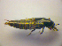  ( - BC ZSM COL 03317)  @13 [ ] CreativeCommons - Attribution Non-Commercial Share-Alike (2010) Zoologische Staatssammlung Muenchen SNSB, Zoologische Staatssammlung Muenchen