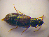  ( - BC ZSM COL 03319)  @13 [ ] CreativeCommons - Attribution Non-Commercial Share-Alike (2010) Zoologische Staatssammlung Muenchen SNSB, Zoologische Staatssammlung Muenchen
