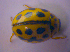  ( - BFB_Col_FK_3991)  @12 [ ] CreativeCommons - Attribution Non-Commercial Share-Alike (2012) Zoologische Staatssammlung Muenchen SNSB, Zoologische Staatssammlung Muenchen