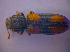  ( - BFB_Col_FK_4022)  @12 [ ] CreativeCommons - Attribution Non-Commercial Share-Alike (2012) Zoologische Staatssammlung Muenchen SNSB, Zoologische Staatssammlung Muenchen