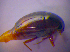  ( - BFB_Col_FK_4033)  @11 [ ] CreativeCommons - Attribution Non-Commercial Share-Alike (2012) Zoologische Staatssammlung Muenchen SNSB, Zoologische Staatssammlung Muenchen