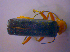  ( - BFB_Col_FK_4045)  @12 [ ] CreativeCommons - Attribution Non-Commercial Share-Alike (2012) Zoologische Staatssammlung Muenchen SNSB, Zoologische Staatssammlung Muenchen