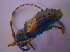  ( - BFB_Col_FK_4051)  @12 [ ] CreativeCommons - Attribution Non-Commercial Share-Alike (2012) Zoologische Staatssammlung Muenchen SNSB, Zoologische Staatssammlung Muenchen