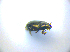  ( - BFB_Col_FK_3426)  @12 [ ] CreativeCommons - Attribution Non-Commercial Share-Alike (2012) Zoologische Staatssammlung Muenchen SNSB, Zoologische Staatssammlung Muenchen