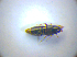  ( - BFB_Col_FK_3454)  @12 [ ] CreativeCommons - Attribution Non-Commercial Share-Alike (2012) Zoologische Staatssammlung Muenchen SNSB, Zoologische Staatssammlung Muenchen