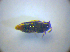  ( - BFB_Col_FK_3455)  @11 [ ] CreativeCommons - Attribution Non-Commercial Share-Alike (2012) Zoologische Staatssammlung Muenchen SNSB, Zoologische Staatssammlung Muenchen