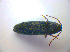  ( - BFB_Col_FK_3460)  @12 [ ] CreativeCommons - Attribution Non-Commercial Share-Alike (2012) Zoologische Staatssammlung Muenchen SNSB, Zoologische Staatssammlung Muenchen