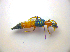  (Paederus fuscipes - BFB_Col_FK_3474)  @14 [ ] CreativeCommons - Attribution Non-Commercial Share-Alike (2012) Zoologische Staatssammlung Muenchen SNSB, Zoologische Staatssammlung Muenchen