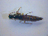  ( - BC ZSM COL 03148)  @12 [ ] CreativeCommons - Attribution Non-Commercial Share-Alike (2012) Zoologische Staatssammlung Muenchen SNSB, Zoologische Staatssammlung Muenchen