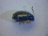  ( - BC ZSM COL 03159)  @12 [ ] CreativeCommons - Attribution Non-Commercial Share-Alike (2012) Zoologische Staatssammlung Muenchen SNSB, Zoologische Staatssammlung Muenchen
